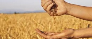 pouring wheat from one hand to another