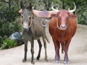 oxen and donkey yoked together