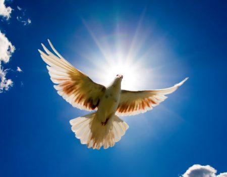 The Holy Spirit descending as a dove. 