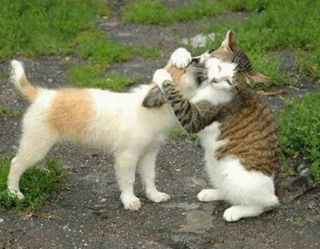 cat hugging dog