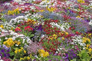 various wildflowers growing together in a field