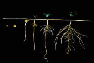 Deep roots produce healthy plants