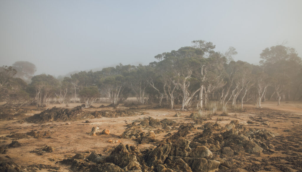 Zechariah 1-6 Night of Visions